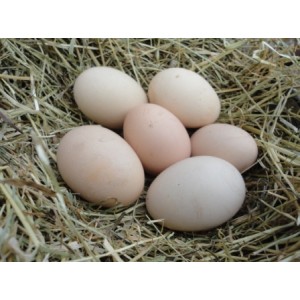 Norfolk Grey Hatching Eggs